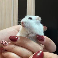 همستر کمپل وینتروایت جفت|موش و خرگوش|اصفهان, ناژوان|دیوار