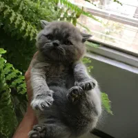 گربه بریتیش و اسکاتیش|گربه|کرج, شهرک بنفشه|دیوار