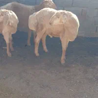 تعداد۳ عددبره نربفروش میرسد|حیوانات مزرعه|تربت جام, شهرک معلم|دیوار