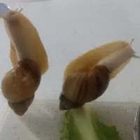 حلزون اچاتینا