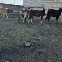 ۷ راس تلیسه قربانی نزاییده گوساله ماده گاو