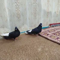 کبوتر اشعل|پرنده|کارون, |دیوار