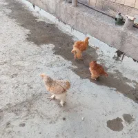 نیمچه برهما