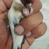 چند عددسهره درجه یک درجه یک|پرنده|همدان, |دیوار