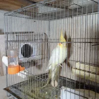 انواع پرنده زینتی