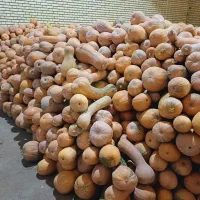 کولکە کدو حلوای|عمده‌فروشی|بوکان, |دیوار