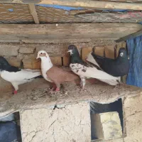 شهری بهبهانی|پرنده|برازجان, |دیوار