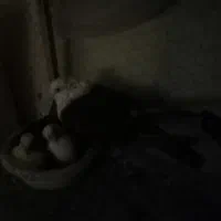 کبوتر کفتر جفتگاه کلاغ کربلایی|پرنده|شاندیز, |دیوار