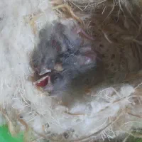 سهره قناری سرلاکی