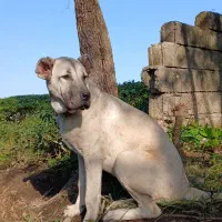 فروش سگ سرابی|سگ|املش, |دیوار