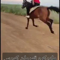 اسب عرب کره ۲/۵سال|اسب و تجهیزات اسب‌سواری|تهران, ایران|دیوار
