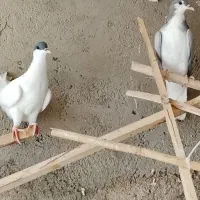 چند عدد کبوتر به شرط پرش