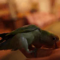 طوطی برزیلی گمشده (مژدگانی داره)|پرنده|آستانه اشرفیه, |دیوار