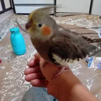 عروس هلندی|پرنده|سهند, |دیوار