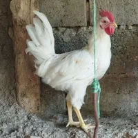 جوجه خروس محلی سفید