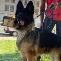 سگ ماده ژرمن اصیل