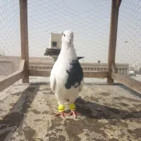 کبوتر کله سرخ،چپ مگسی،طوقی پولکی|پرنده|مشهد, کارمندان دوم|دیوار