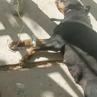 دامپزشک سیار درمحل شما