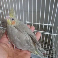 باسلام سه عدد جوجه عروس هلندی فقط دونه سیصد پنجاه