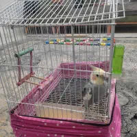 عروس هلندی نر