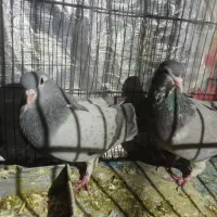 کفتر خرقه  دمگیر به شرط