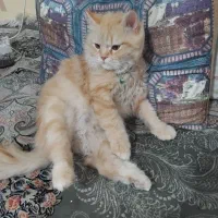گربه|گربه|مشهد, شهرک امام هادی (شهرک غرب)|دیوار