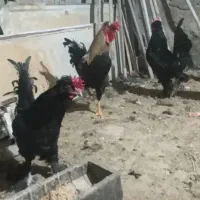 فروش چند عدد بوقلمون و خروس|حیوانات مزرعه|خنداب, |دیوار