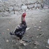 یک خروس لاری اصل 18ماهه سالم واکسن شده