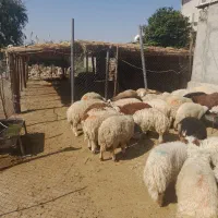 ۴۰ عدد بره نر پروار|حیوانات مزرعه|دره شهر, |دیوار