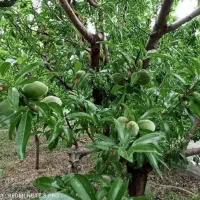 دیاکو قطعات ۵۵۰متری درخت ۸ ساله اب برق داخل مجتمع