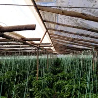 فروش چوب و لوله گلخانه