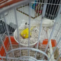 قناری مولد همراه ۴تخم