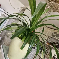 گل پاندانوس