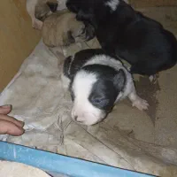 واگزاری طوله سگ های گوش تیز|سگ|نیشابور, شهرک رسولی|دیوار