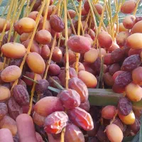 فروش خرما زاهدی و خاسوییو هلیله ای|خوردنی و آشامیدنی|قیروکارزین, |دیوار