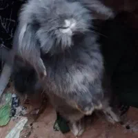 خرگوش لوپ اصل