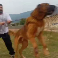 عقاب غول افغانی از معتبرترین نسل با استعلام|سگ|تهران, زعفرانیه|دیوار