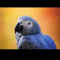 نگهداری ازطوطی