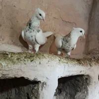 طوقی  پاک بدون ارایش|پرنده|ماهیدشت, |دیوار