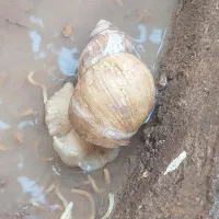 حلزون زنده و بزرگ