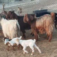 ۵۰ بز داشتی ( فروش به تعداد دلخواه مشتری)