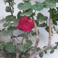 باغبانی|خدمات باغبانی و درختکاری|گنبد کاووس, |دیوار