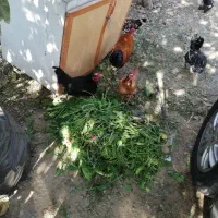 دو عدد خروس رسمی جوان فروشی|حیوانات مزرعه|تهران, سعیدآباد|دیوار