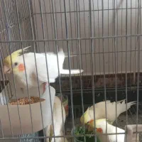 فروش جوجه عروس هلندی|پرنده|محلات, |دیوار