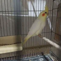 عروس هلندی کاملا رام ودستی|پرنده|آبیک, |دیوار