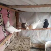 ۴عدد نر پرشی نر به ضمانت ضدوخورد