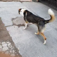 سگ گمشده|حیوانات|پرند, فاز ۵|دیوار