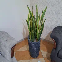 گل گلدون