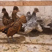 سبرایت کاکلی وارداتی|حیوانات مزرعه|کاشان, شهدا|دیوار