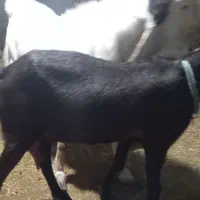 بز گلابی|حیوانات مزرعه|باغ ملک, |دیوار